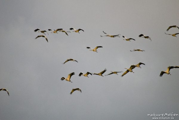 Kranich, Grus grus, Gruidae, Gruppe im Anflug zum nächstlichen Rastplatz am Rederangsee, Müritz-Nationalpark, Deutschland