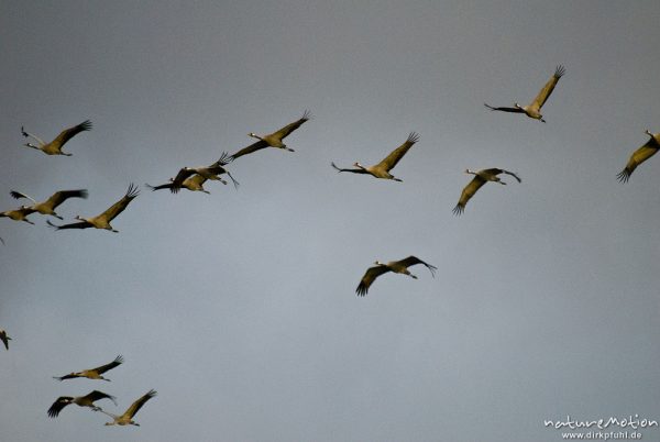 Kranich, Grus grus, Gruidae, Gruppe im Anflug zum nächstlichen Rastplatz am Rederangsee, Müritz-Nationalpark, Deutschland