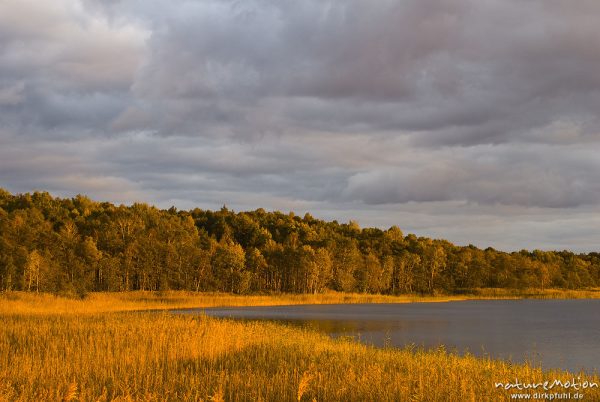 Seeufer mit Schilf und Birkenwald, Abendlicht, Rederangsee, Müritz-Nationalpark, Deutschland