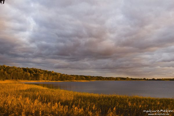 Seeufer mit Schilf und Birkenwald, Abendlicht, Rederangsee, Müritz-Nationalpark, Deutschland