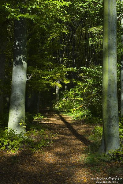 Waldweg im Buchenwald, lange Schatten, Göttingen, Deutschland