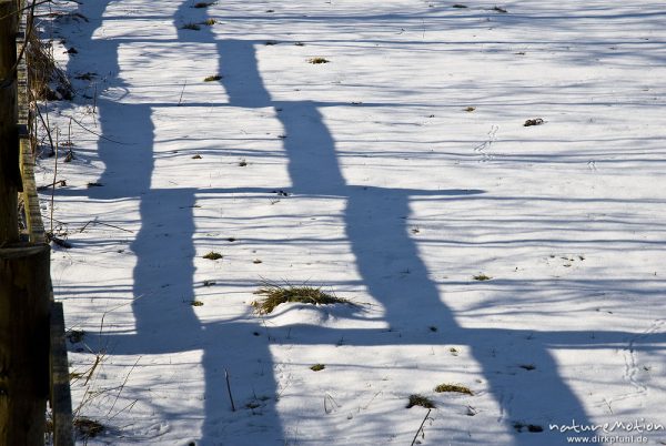 Schatten eines Weidezauns auf Schneefläche, Tripkenpfuhl, Herberhäuser Stieg, Göttingen, Deutschland