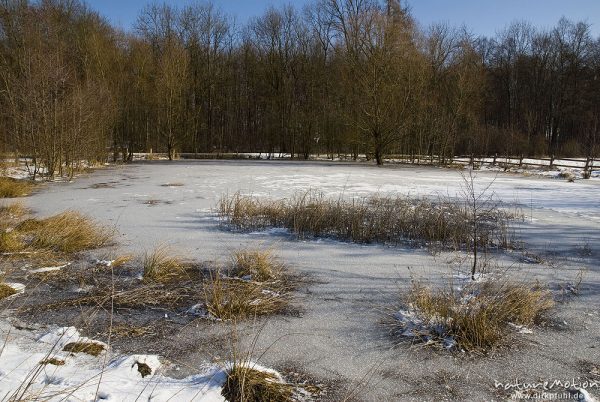 Teich, zugefroren, Eisdecke, Ufervegetation und Zaun, Tripkenpfuhl, Herberhäuser Stieg, Göttingen, Deutschland