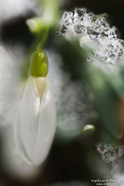 Schneeglöckchen, Galanthus nivalis, Amaryllidaceae, Blüten und Eiskristalle, Doppelbelichtung mit un, Göttingen, Deutschland