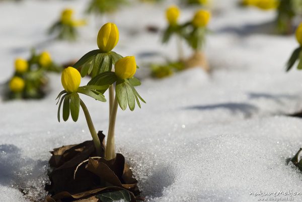 Winterling, Eranthis hyemalis, Ranunculaceae, blühende Pflanzen in geschlossener Schneedecke, Botanischer Garten, Göttingen, Deutschland