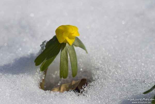 Winterling, Eranthis hyemalis, Ranunculaceae, blühende Pflanze in geschlossener Schneedecke, Botanischer Garten, Göttingen, Deutschland