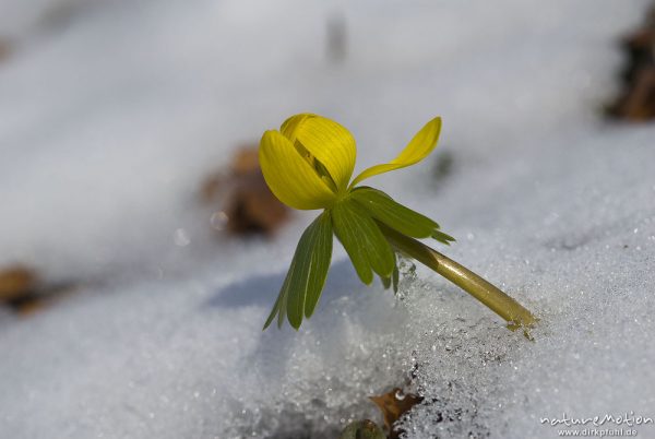 Winterling, Eranthis hyemalis, Ranunculaceae, blühende Pflanze in geschlossener Schneedecke, Botanischer Garten, Göttingen, Deutschland