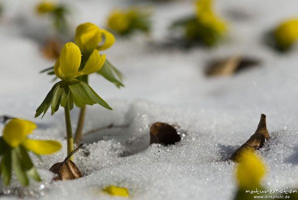 Winterling, Eranthis hyemalis, Ranunculaceae, blühende Pflanzen in geschlossener Schneedecke, Botanischer Garten, Göttingen, Deutschland