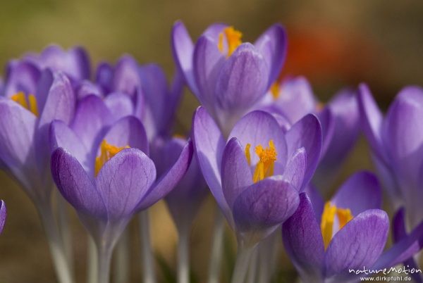 Krokus, Crocus vernus, Iridaceae, Blüten mit gelben Staubfäden, Garten, Göttingen, Deutschland