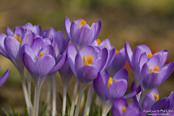 Krokus, Crocus vernus, Iridaceae, Blüten mit gelben Staubfäden, Garten, Göttingen, Deutschland