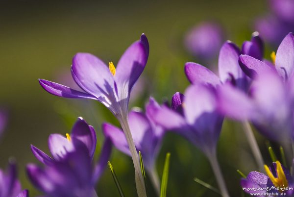 Krokus, Crocus vernus, Iridaceae, Blüten mit gelben Staubfäden, Gegenlicht, Garten, Göttingen, Deutschland