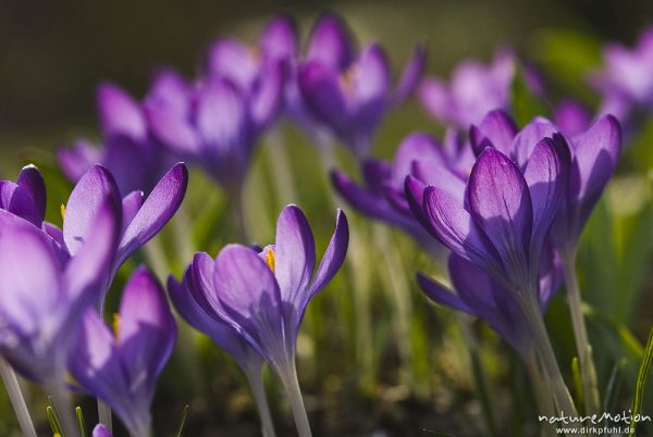 Krokus, Crocus vernus, Iridaceae, Blüten mit gelben Staubfäden, Gegenlicht, Garten, Göttingen, Deutschland