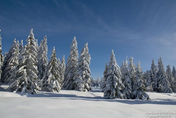 schneebedeckte Fichten, Sonnenberg, Harz, Deutschland