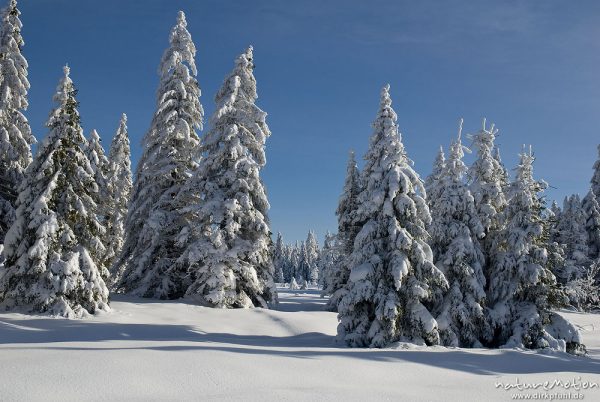 schneebedeckte Fichten, Sonnenberg, Harz, Deutschland