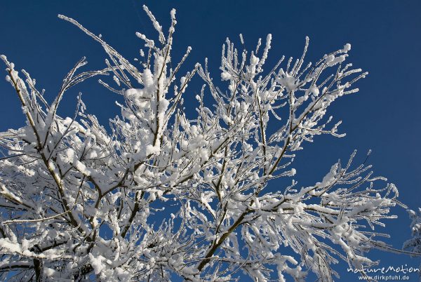 eisbedeckte Zweige vor blauem Himmel, Sonnenberg, Harz, Deutschland