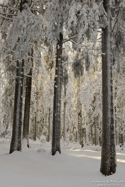 schneebedeckte Fichten, vereiste Baumstämme, Sonnenberg, Harz, Deutschland