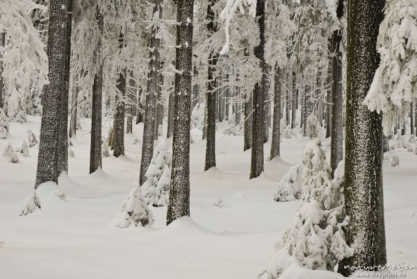 schneebedeckte Fichten, vereiste Baumstämme, Sonnenberg, Harz, Deutschland
