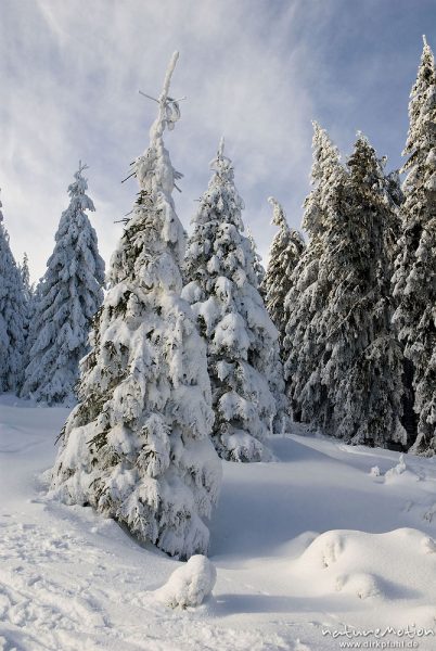 Fichte, Picea abies, Pinaceae, bedeckt mit Schnee und Eis, Sonnenberg, Harz, Deutschland