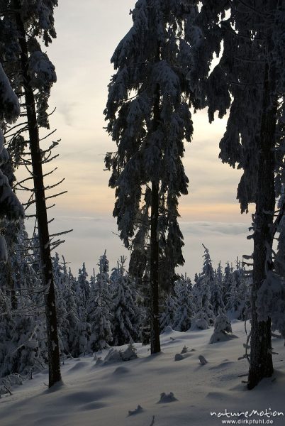 schneebedeckter Fichtenwald, Blick durch Baumstämme auf Wsolkenmeer über St. Andreasberg, Harz, Deutschland