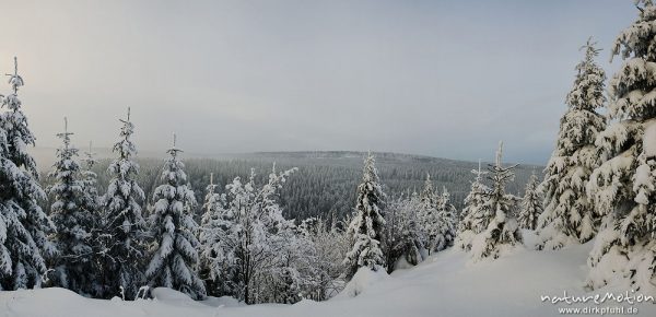 schneebedeckter Fichtenwald im Nebel, Sonnenberg, Harz, Deutschland