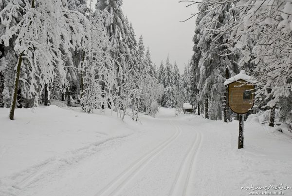 Ski-Langlauf Loipe, tief verschneiter Fichtenwald, Stieglitzecke, Harz, Deutschland