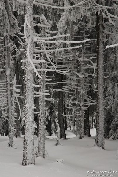 tief verschneiter Fichtenwald, vereiste Fichten, Stieglitzeck, Harz, Deutschland