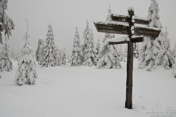 schneebedeckter Wegweiser im tief verschneiten Fichtenwald, Stieglitzeck, Harz, Deutschland