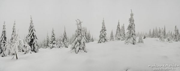 tief verschneiter Fichtenwald, vereiste Fichten, Haus Kühnenburg, Harz, Deutschland