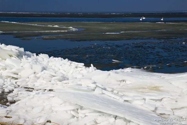 Eisschollen am Ufer des Barther Bodden, Wasser teilweise noch mit Eisflächen und Vereisung, Groß Mohrdorf, Deutschland