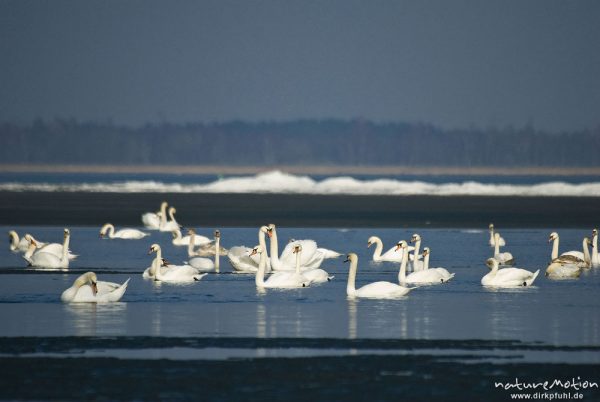 Höckerschwan, Cygnus olor, Anatidae, großer Trupp schwimmend in seichter Bucht, Ufer mit Eisschollen, Barther Bodden, A nature document - not arranged nor manipulated, Nisdorf, Deutschland