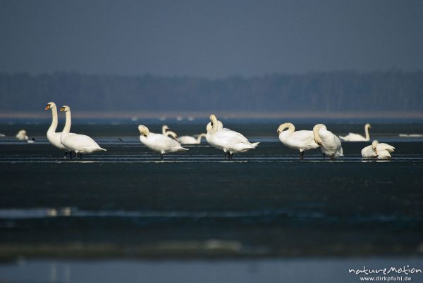 Höckerschwan, Cygnus olor, Anatidae, großer Trupp schwimmend in seichter Bucht, Ufer mit Eisschollen, Barther Bodden, A nature document - not arranged nor manipulated, Nisdorf, Deutschland