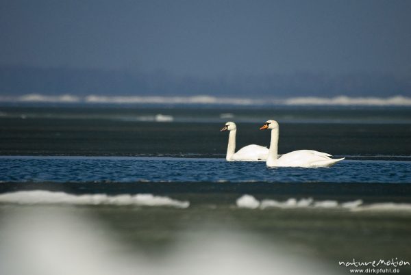 Höckerschwan, Cygnus olor, Anatidae, Paar schwimmend in seichter Bucht, Ufer mit Eisschollen, Barther Bodden, A nature document - not arranged nor manipulated, Nisdorf, Deutschland