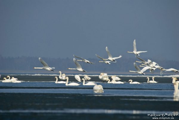 Höckerschwan, Cygnus olor, Anatidae, großer Trupp schwimmend in seichter Bucht, mehrere Tiere fliegen auf, Ufer mit Eisschollen, Barther Bodden, A nature document - not arranged nor manipulated, Nisdorf, Deutschland