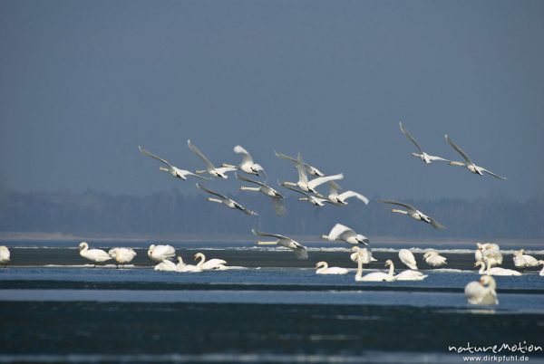 Höckerschwan, Cygnus olor, Anatidae, großer Trupp schwimmend in seichter Bucht, mehrere Tiere fliegen auf, Ufer mit Eisschollen, Barther Bodden, A nature document - not arranged nor manipulated, Nisdorf, Deutschland