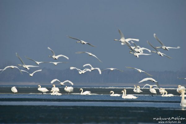 Höckerschwan, Cygnus olor, Anatidae, großer Trupp schwimmend in seichter Bucht, mehrere Tiere fliegen auf, Ufer mit Eisschollen, Barther Bodden, A nature document - not arranged nor manipulated, Nisdorf, Deutschland