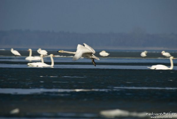 Singschwan, Cygnus cygnus, Entenvögel (Anatidae), auffliegendes Tier, inmitten eines Trupps Höckerschwäne, seichte Bucht mit Eisschollen, Barther Bodden, A nature document - not arranged nor manipulated, Nisdorf, Deutschland