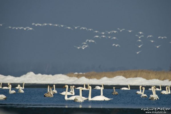 Höckerschwan, Cygnus olor, Anatidae, großer Trupp schwimmend in seichter Bucht, mehrere Tiere fliegen auf, Ufer mit Eisschollen, Barther Bodden, A nature document - not arranged nor manipulated, Nisdorf, Deutschland