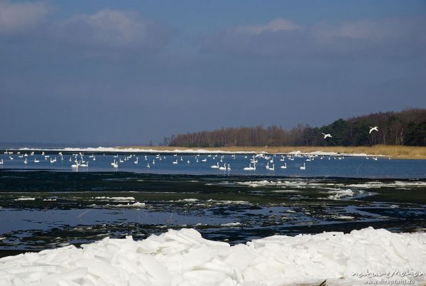 Höckerschwan, Cygnus olor, Anatidae, großer Trupp schwimmend in seichter Bucht, Ufer mit Eisschollen, Barther Bodden, A nature document - not arranged nor manipulated, Nisdorf, Deutschland