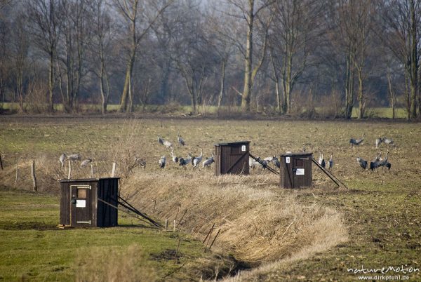 Fotoverstecke, Fotohütten, Kraniche, Ablenkungsfütterungsfläche Günzer Wiesen, Groß Mohrdorf, Deutschland