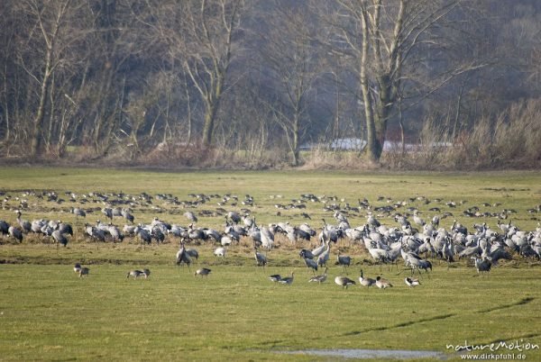 Kranich, Grauer Kranich, Grus grus, Kraniche  (Gruidae), mehrere hundert Tiere beim äsen, dazwischen auch Graugänse und Kanadagänse, Günzer Wiesen, Groß Mohrdorf, Deutschland