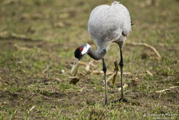 Kranich, Grauer Kranich, Grus grus, Kraniche  (Gruidae), Tier beim äsen, Günzer Wiesen, wild and controlled, Groß Mohrdorf, Deutschland