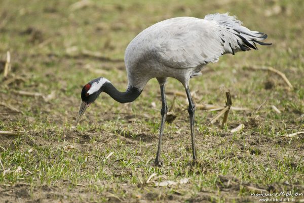 Kranich, Grauer Kranich, Grus grus, Kraniche  (Gruidae), Tier beim äsen, Günzer Wiesen, wild and controlled, Groß Mohrdorf, Deutschland