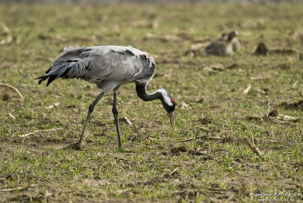 Kranich, Grauer Kranich, Grus grus, Kraniche  (Gruidae), Tier beim äsen, Günzer Wiesen, wild and controlled, Groß Mohrdorf, Deutschland