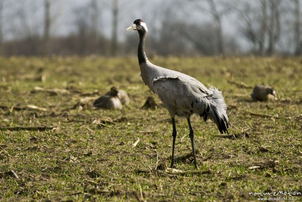 Kranich, Grauer Kranich, Grus grus, Kraniche  (Gruidae), Tier beim äsen, Günzer Wiesen, wild and controlled, Groß Mohrdorf, Deutschland