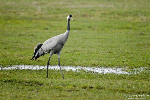 Kranich, Grauer Kranich, Grus grus, Kraniche  (Gruidae), Tier beim äsen, Günzer Wiesen, wild and controlled, Groß Mohrdorf, Deutschland