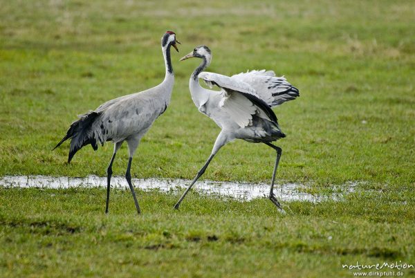 Kranich, Grauer Kranich, Grus grus, Kraniche  (Gruidae), zwei Tiere bei Streit, wild and controlled, Groß Mohrdorf, Deutschland