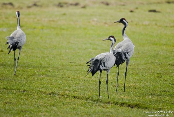 Kranich, Grauer Kranich, Grus grus, Kraniche  (Gruidae), zwei Tiere schauen vorbeigehendem Tier nach, wild and controlled, Groß Mohrdorf, Deutschland