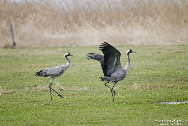 Kranich, Grauer Kranich, Grus grus, Kraniche  (Gruidae), Tiere auf Wiese, gehen, äsen, wild and controlled, Groß Mohrdorf, Deutschland