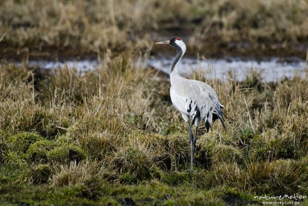 Kranich, Grauer Kranich, Grus grus, Kraniche  (Gruidae), Tiere auf Wiese, gehen, äsen, wild and controlled, Groß Mohrdorf, Deutschland