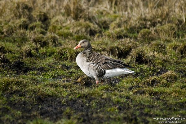 Graugans, Anser anser, Anatidae, Tier beim äsen, Günzer Wiesen, Groß Mohrdorf, Deutschland